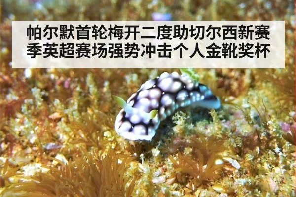 帕尔默首轮梅开二度助切尔西新赛季英超赛场强势冲击个人金靴奖杯